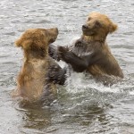 brown-bear-cubs-playing-in-water-150x150
